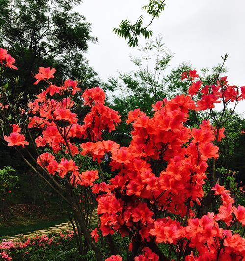 映山红花语与其寓意（探寻映山红的花语之美）