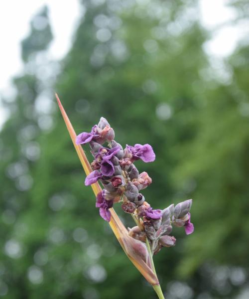 再力花的花语（再力花的花语解读及象征意义）