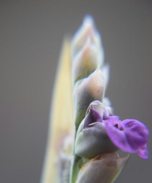 再力花的花语（再力花的花语解读及象征意义）