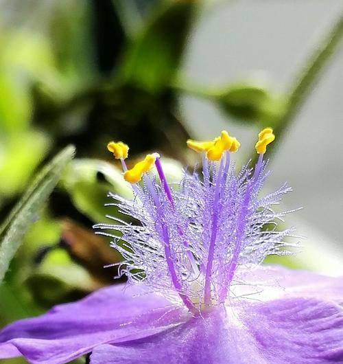 紫露草的花语与寓意（探索紫露草花朵中蕴含的深意）