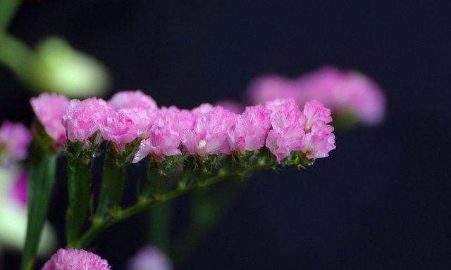 勿忘我花语及其深刻寓意（勿忘我花语的代表意义与传承）