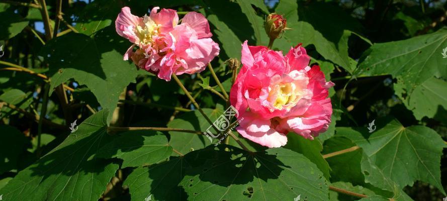 芙蓉花叶子卷边原因分析（探究引起芙蓉花叶子卷边的因素）