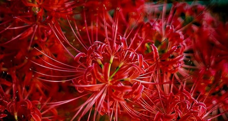 彼岸花的花语及其象征意义（探索彼岸花的花语与文化内涵，了解它的美丽和神秘）