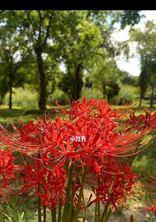 彼岸花的花语及其象征意义（探索彼岸花的花语与文化内涵，了解它的美丽和神秘）