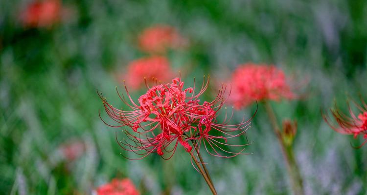 彼岸花的花语及其象征意义（探索彼岸花的花语与文化内涵，了解它的美丽和神秘）