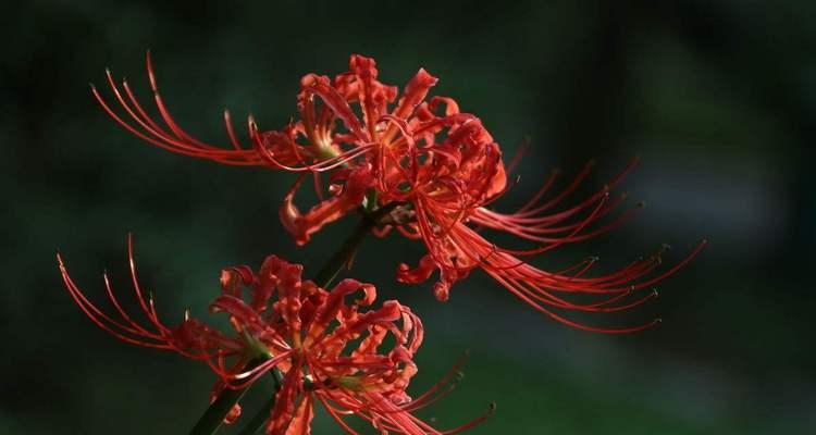 彼岸花的花语与寓意（彼岸花的深情寓意与独特象征）