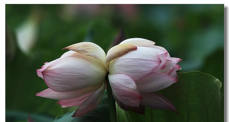 并蒂莲花（和谐共生，繁衍生息-探寻并蒂莲花的生命哲学）