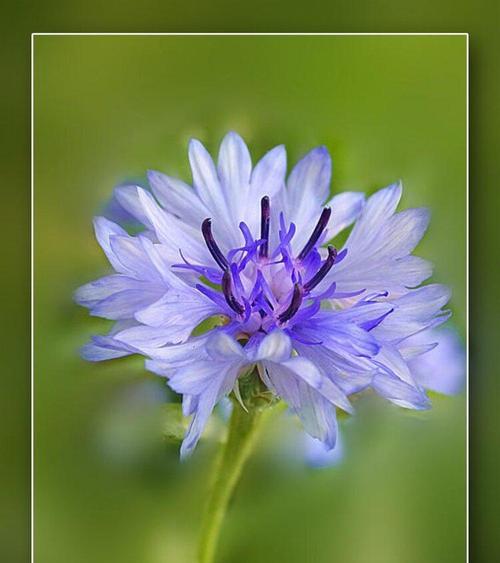 璀璨多彩，不同颜色矢车菊的花语（花开花落，情意万千；以色彩传递，矢车菊之语）