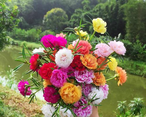 七彩牡丹花的养殖方法（以开花为目标，助力打造美丽花园）