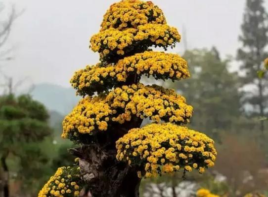 菊花盆栽的肥料施用技巧（快速提高盆栽菊花的生长效果）