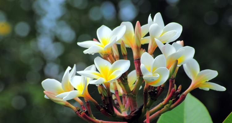 春天的花海漫步（春天花开如梦，花海盛宴令人陶醉）