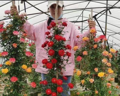 如何成功种植爬墙月季花（从选地到养护，教你轻松打造美丽园林）