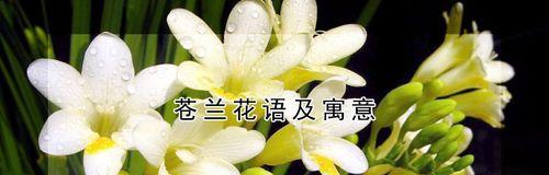 爱情的花语（用花语传递爱情的力量）