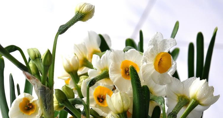 水仙花的多种养殖方法（轻松掌握水仙花的生长技巧，让盆栽水仙花开得更加美丽）