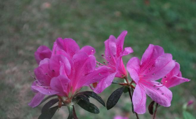 杜鹃花的花语与寓意（探寻杜鹃花的秘密之花语与寓意）