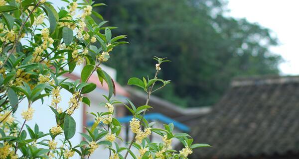 如何成功种植桂花（从种子到开花，一步步教您）