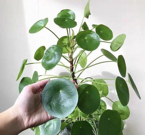 室内养植物，别再选错了！（这些植物易养易爱，只需轻轻养护）