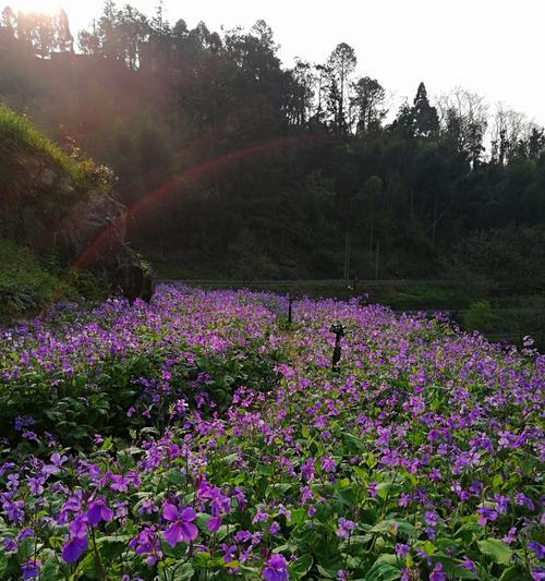 二月兰种植攻略（如何在正确的时间和方法下种植二月兰）