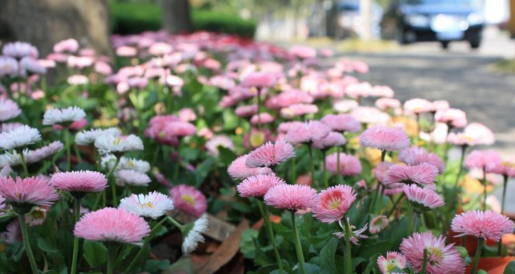 粉色菊花的花语与寓意（探索粉色菊花的秘密，解读不同花语的含义）