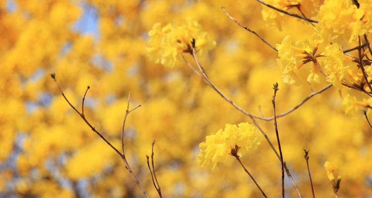 缤纷风铃花的花语（揭开不同颜色风铃花背后的含义）