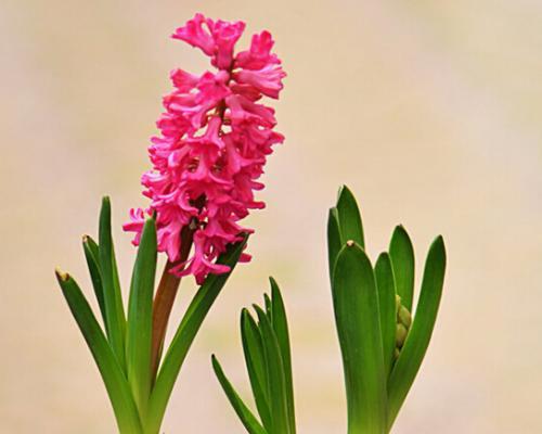 白色风信子的花语和寓意（探索白色风信子花朵的意义和象征）