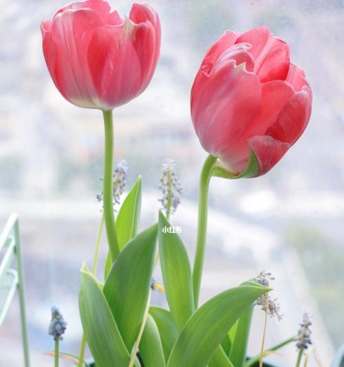 郁金香花期——美丽绽放的春季景观（探秘郁金香开花的奥秘，了解开花时间和品种特点）