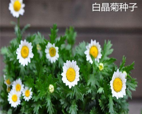 如何种植白晶菊？（白晶菊种子的时间、步骤与技巧）