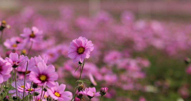 格桑花的花语与寓意（一朵花的韵味，万千情感）