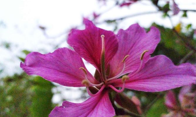 香港市花是什么花？——揭秘香港市花（市花知识一网打尽，探寻香港花卉文化）