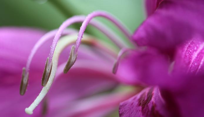 香港市花是什么花？——揭秘香港市花（市花知识一网打尽，探寻香港花卉文化）