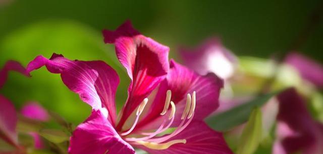 香港市花是什么花？——揭秘香港市花（市花知识一网打尽，探寻香港花卉文化）