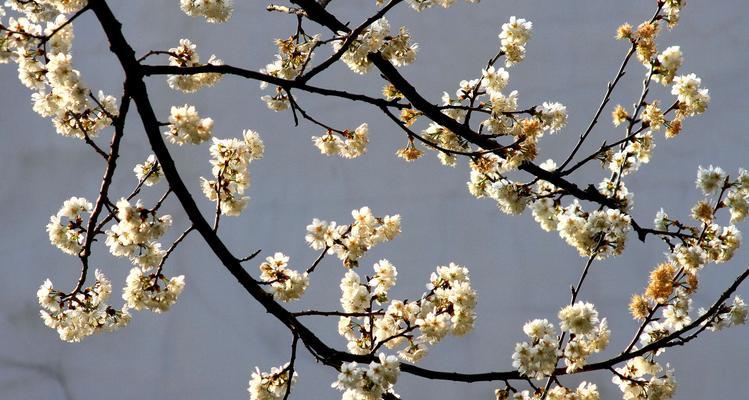 樱花与樱桃花的区别（从花色、花期、果实等方面比较）