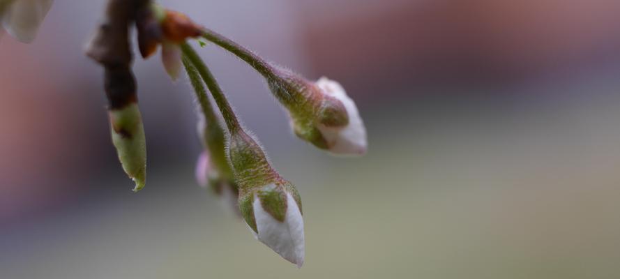 樱花与樱桃花的区别（从花色、花期、果实等方面比较）