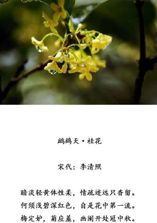 桂花（桂花花语的解读与传承）