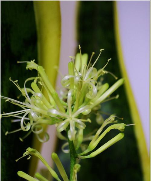 虎皮兰花开寓意——繁荣与希望（虎皮兰）