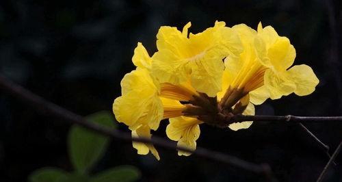 黄花风铃木的花语之美（探寻黄花风铃木花语的神奇魅力）