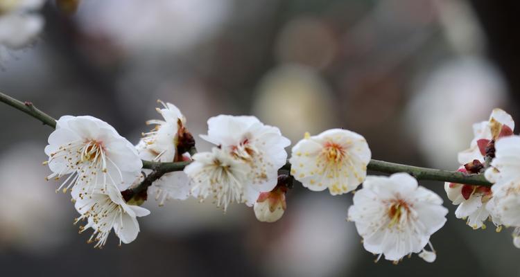 如何成功栽培白梅花盆栽（白梅花盆栽的育苗、选盆、浇水、施肥、修枝、繁殖、防虫及养护）