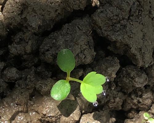 草莓发芽后的养护技巧（怎样培育健康的草莓植株）