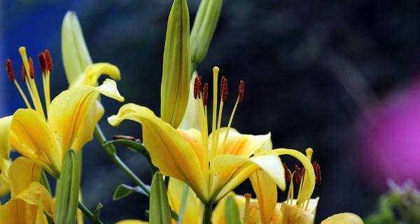 金百合花的花语与寓意（金百合花的象征意义及文化传承）