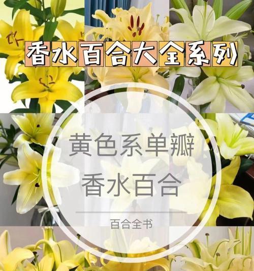 金百合花的花语与寓意（金百合花的象征意义及文化传承）