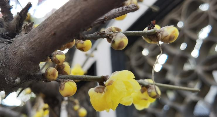 腊梅花（揭秘腊梅花的花语和象征，送给合适的人）