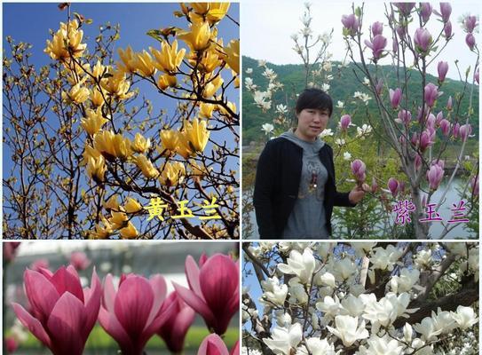 玉兰花——优雅的春季之美（了解玉兰花的特点与习性，欣赏它的芳香和美丽）