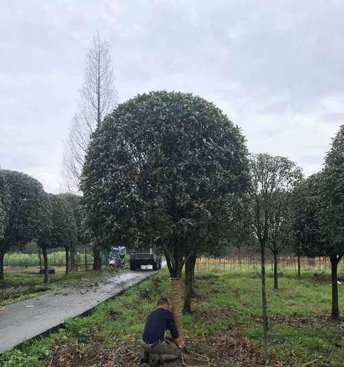 如何栽植一棵茂盛的桂花树（从选址到护理，全面指导桂花树栽植）