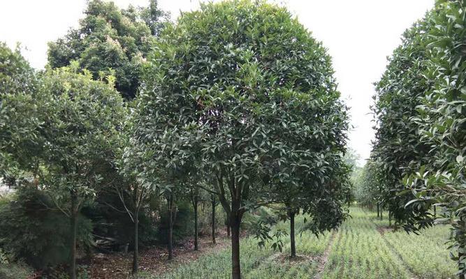 如何栽植一棵茂盛的桂花树（从选址到护理，全面指导桂花树栽植）