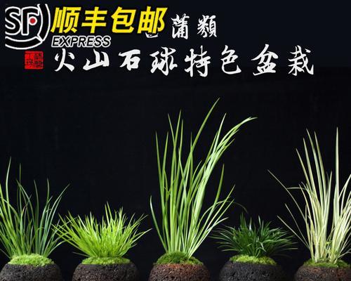 打造苔玉球，手作生活添绿意（DIY苔玉球的制作方法及注意事项）