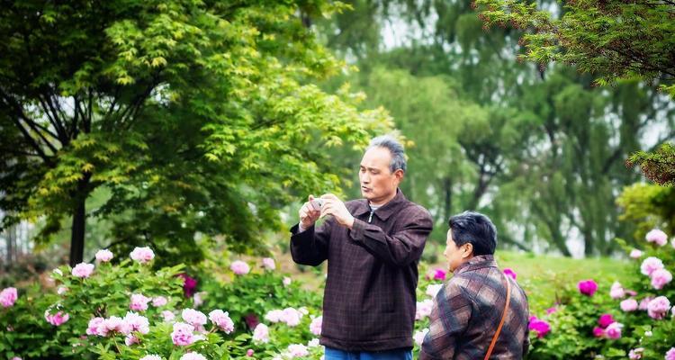 牡丹开花季节详解（牡丹花的生长发育与生态习性）