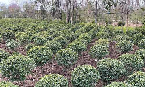 绿化树木品种大全（探索城市中的多样植被，打造生态环境）