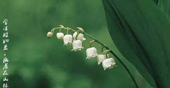 铃兰花语与其象征意义（探索铃兰花语的内涵与影响力）