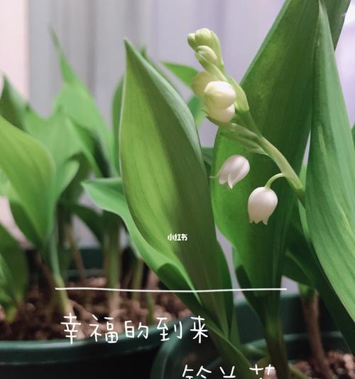 铃兰花（以铃兰花寓意是什么？）