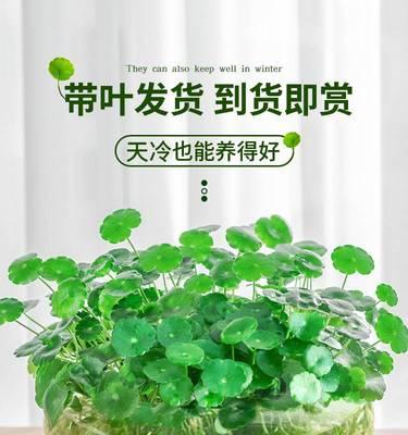 铜钱草水养全攻略（打造美丽家居的绿色植物——铜钱草水养方法）